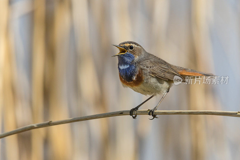 唱歌的雄性蓝喉鱼(Luscinia svecica)